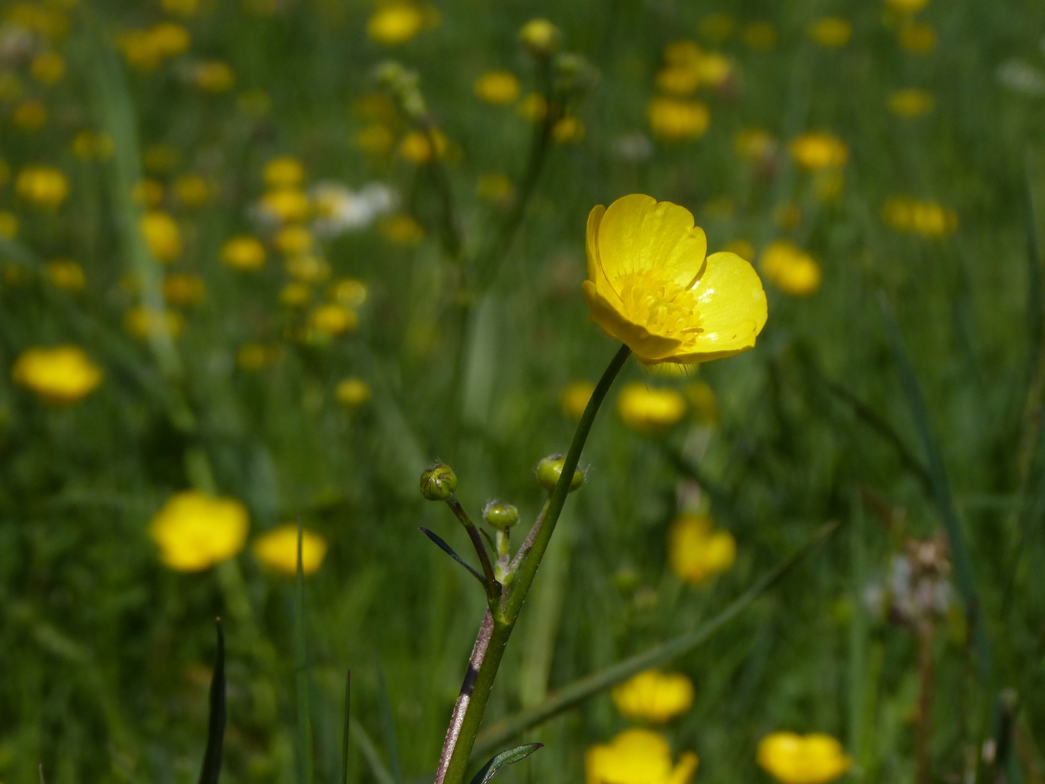 Buttercups