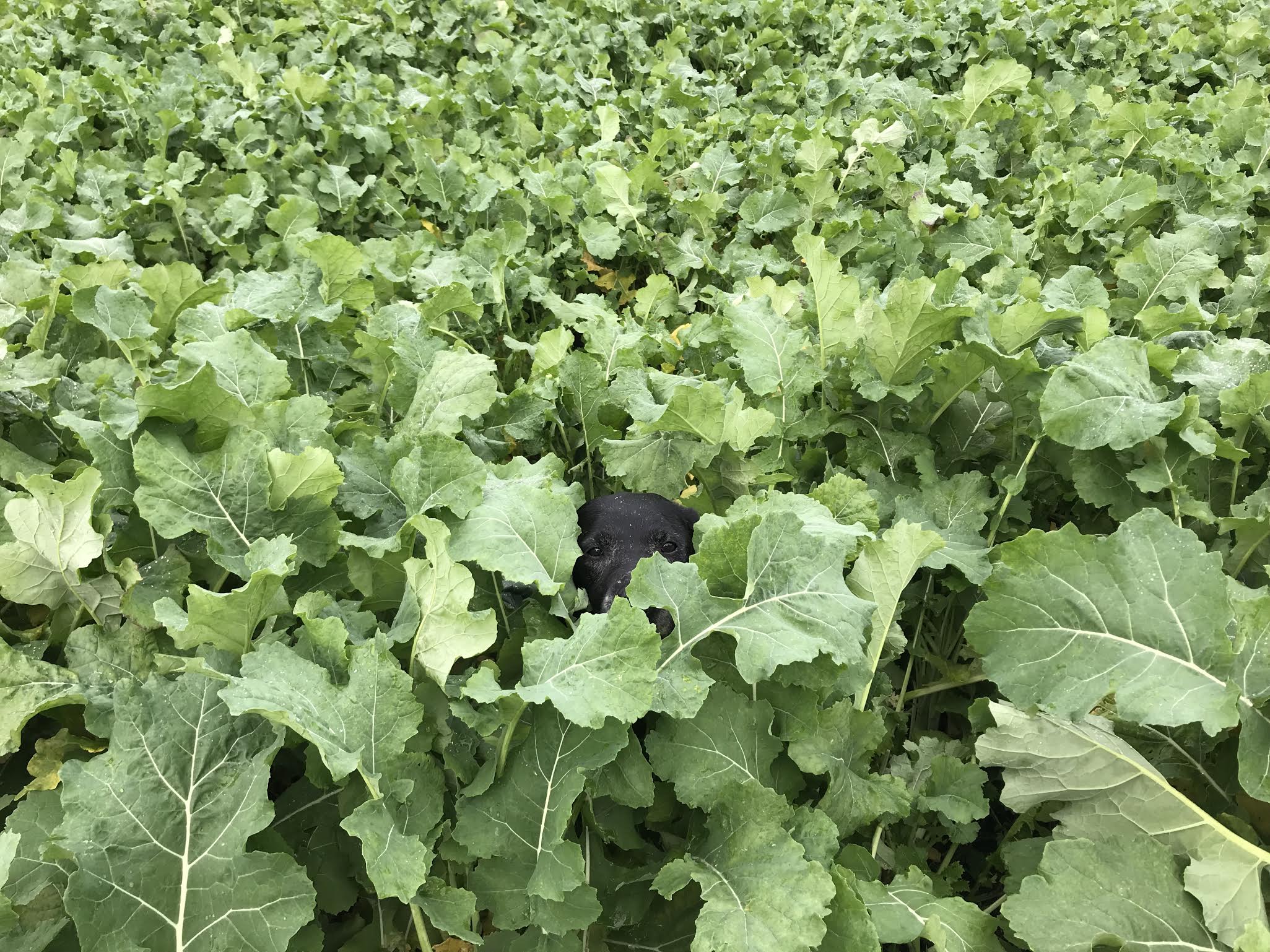 Considering Brassica Crops for 2019?