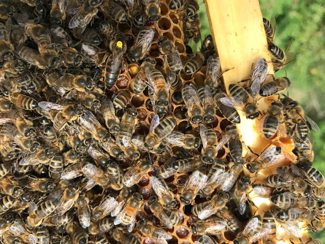 See if you an spot the queen in this image