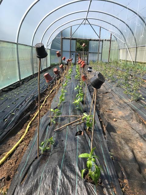 Peppers in the polytunnel 