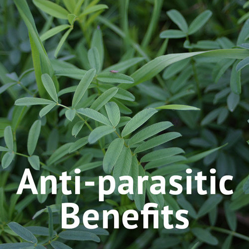Anti-Parasitic Benefits