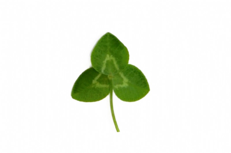 Medium Leaved White Clover | Species Information