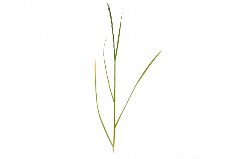 Dwarf / Turf Perennial Ryegrass | Species Information