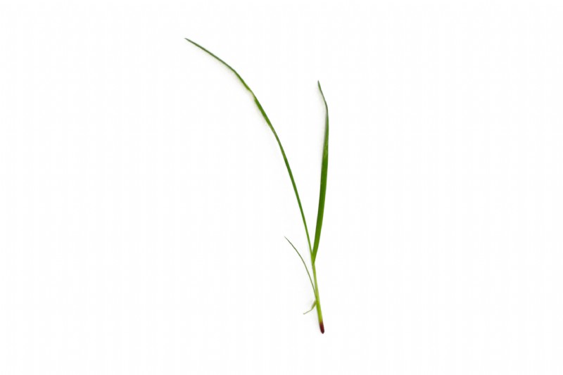 Dwarf / Turf Perennial Ryegrass | Species Information