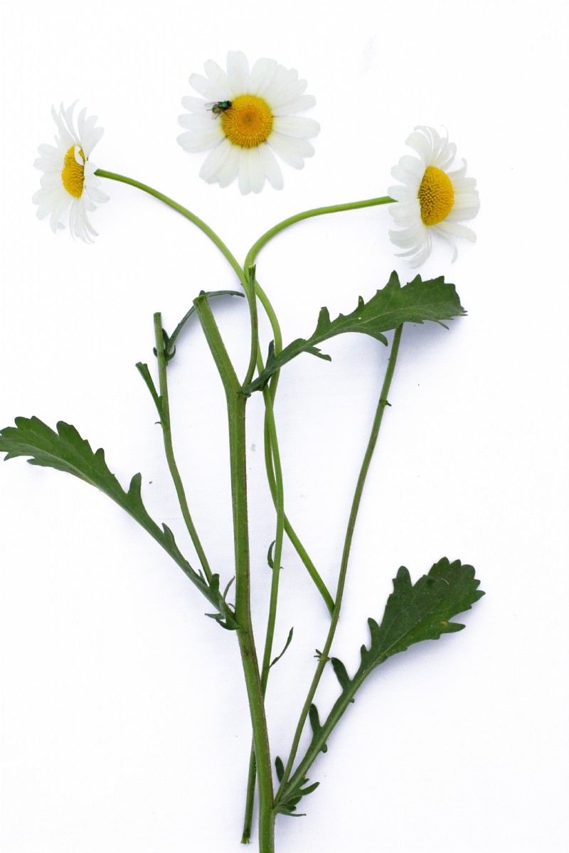 Oxeye Daisy