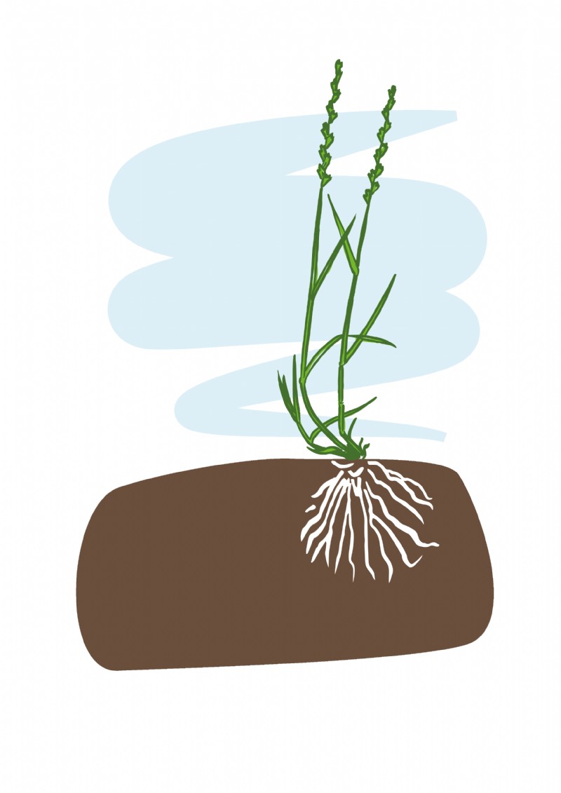 perennial ryegrass characteristics