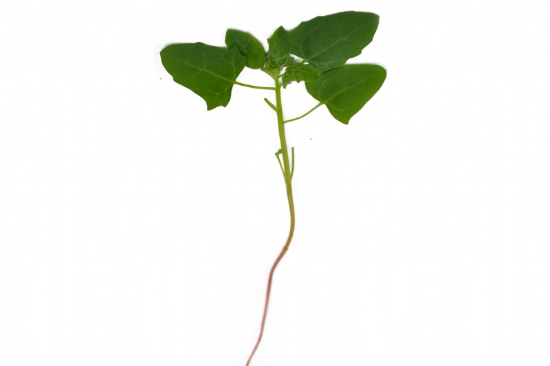 quinoa plant leaves