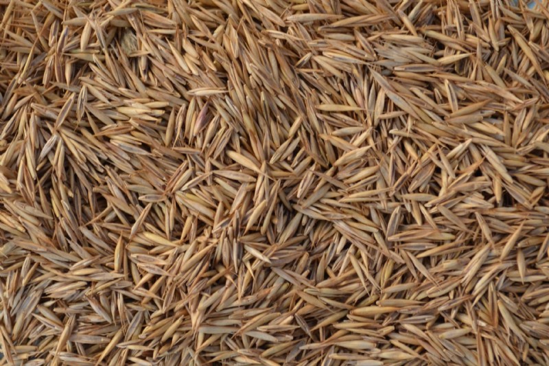 Slender Creeping Red Fescue | Species Information