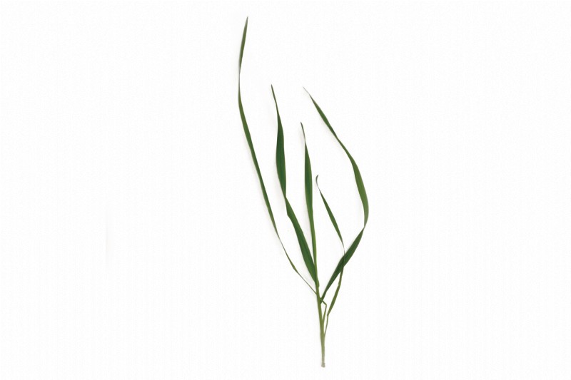 timothy grass seed