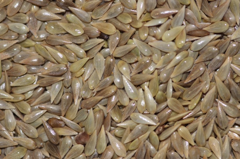 canary grass seed for birds