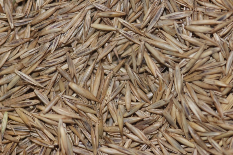 Red Fescue / Chewings Fescue | Species Information