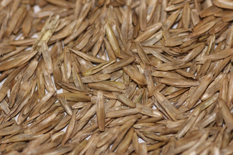 Perennial Ryegrass | Species Information